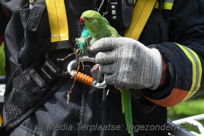 Mediaterplaatse brandweer red vogels ldn 1872020 0001Image00003