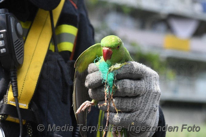 Mediaterplaatse brandweer red vogels ldn 1872020 0001Image00004