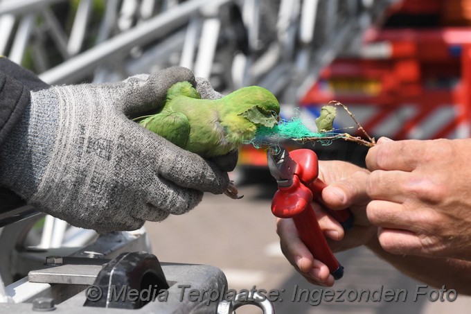 Mediaterplaatse brandweer red vogels ldn 1872020 0001Image00005