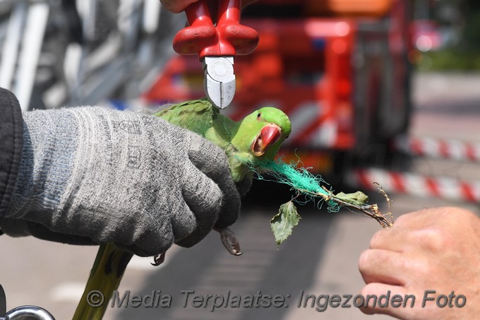 Mediaterplaatse brandweer red vogels ldn 1872020 0001Image00006