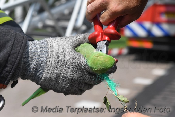 Mediaterplaatse brandweer red vogels ldn 1872020 0001Image00007