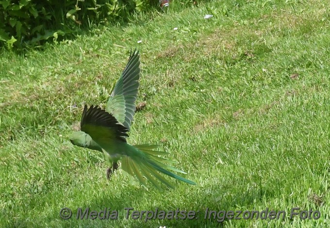 Mediaterplaatse brandweer red vogels ldn 1872020 0001Image00010