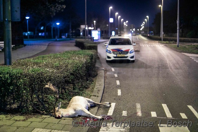 Mediaterplaatse hert dood ongeval zandvoort 09032020 Image00001