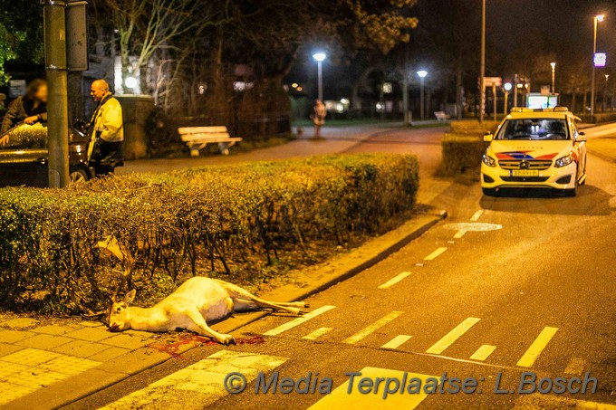 Mediaterplaatse hert dood ongeval zandvoort 09032020 Image00004