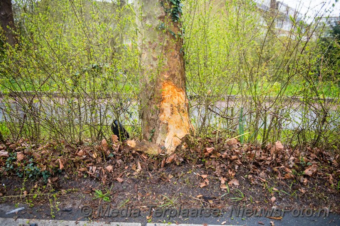 Mediaterplaatse auto tegen boom hoofddorp 05042021 Image00002
