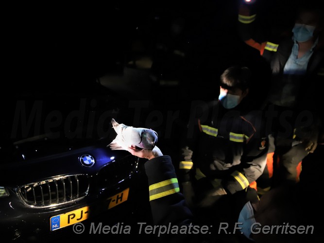 Mediaterplaatse duif vast in grill auto bmw 23062021 Image00007