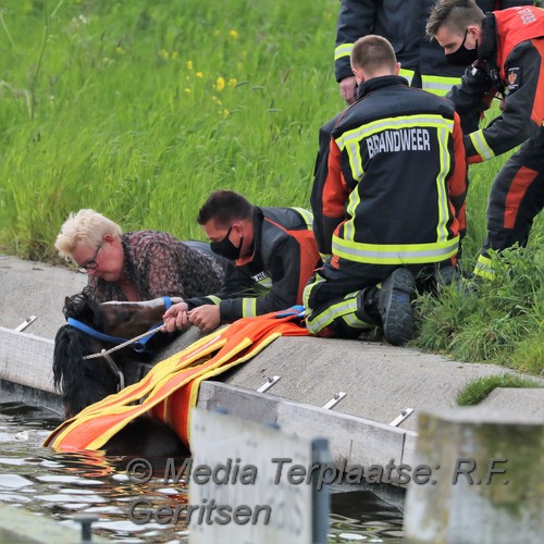Mediaterplaatse dier te water gouda 03052021 Image00007