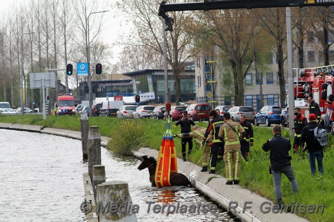 Mediaterplaatse dier te water gouda 03052021 Image00011