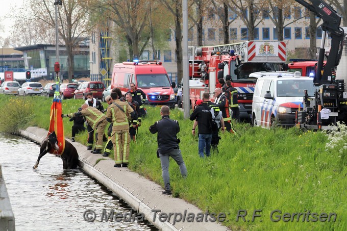 Mediaterplaatse dier te water gouda 03052021 Image00012