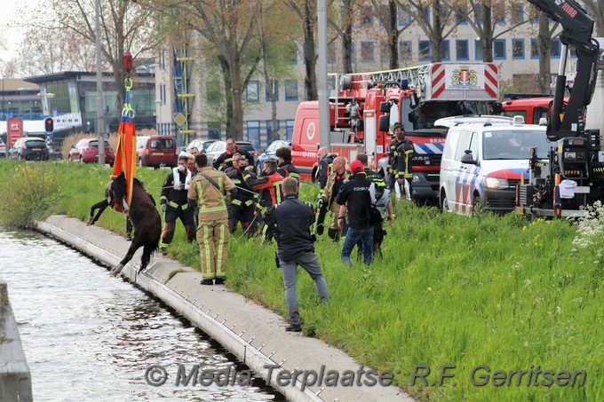 Mediaterplaatse dier te water gouda 03052021 Image00015