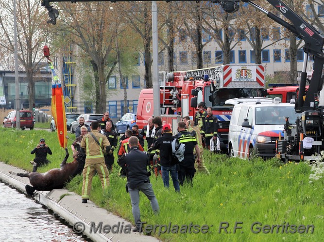 Mediaterplaatse dier te water gouda 03052021 Image00016