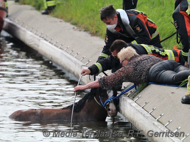 Mediaterplaatse dier te water gouda 03052021 Image00029