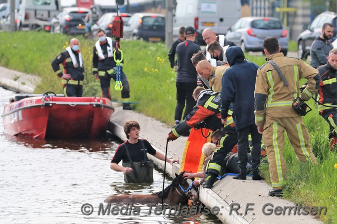 Mediaterplaatse dier te water gouda 03052021 Image00036