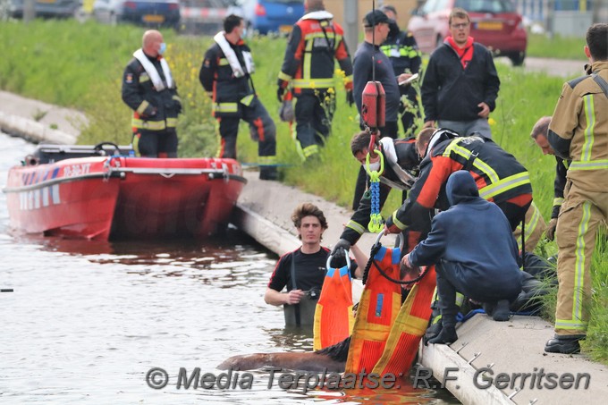 Mediaterplaatse dier te water gouda 03052021 Image00040