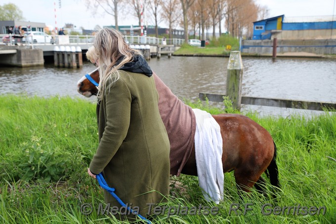 Mediaterplaatse dier te water gouda 03052021 Image00052