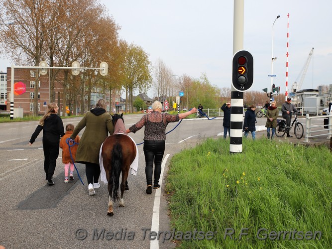Mediaterplaatse dier te water gouda 03052021 Image00053