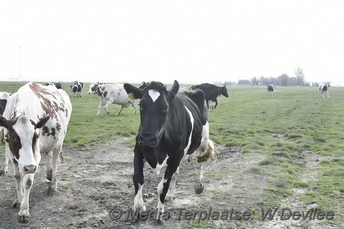 Mediaterplaatse koeien dansen in de wei ldn 16042022 Image02002