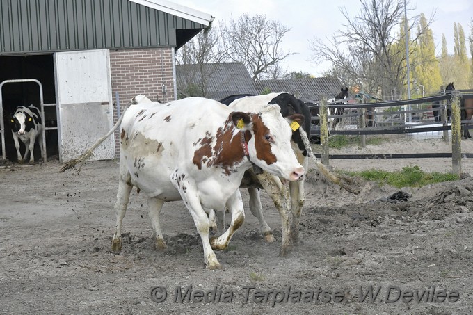 Mediaterplaatse koeien dansen in de wei ldn 16042022 Image02004