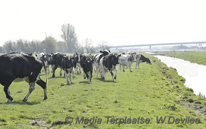 Mediaterplaatse koeien dansen in de wei ldn 16042022 Image02013