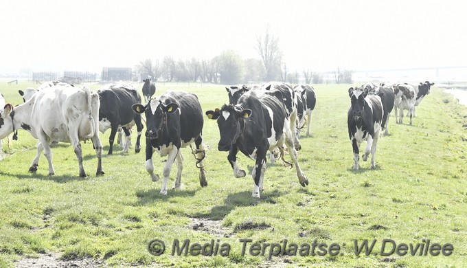 Mediaterplaatse koeien dansen in de wei ldn 16042022 Image02014