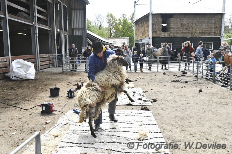 Mediaterplaatse schaapenscheer feest ldn merenwijk 30042022 Image00018