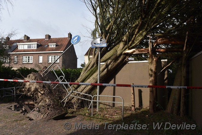 Mediaterplaatse boom op schuur tuinerijpad ldn 18022022 Image00004