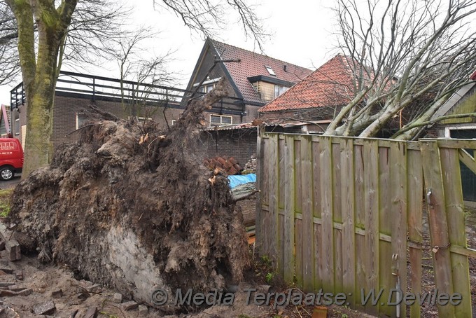 Mediaterplaatse boom op schuur loethe zoeterwoude 18022022 Image00001