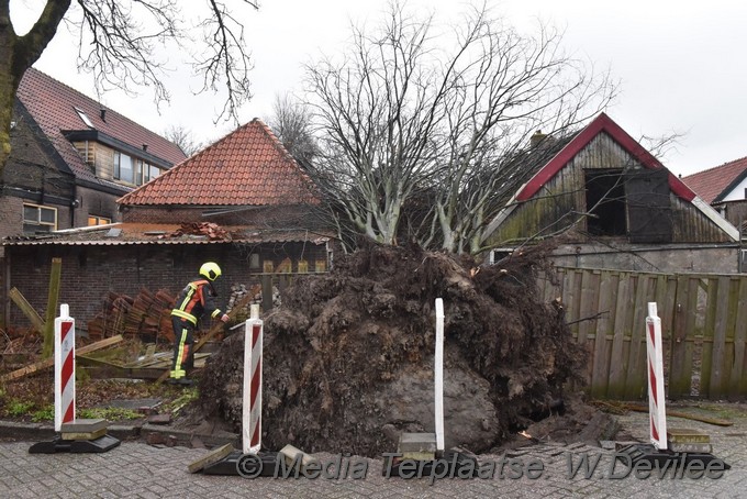 Mediaterplaatse boom op schuur loethe zoeterwoude 18022022 Image00002