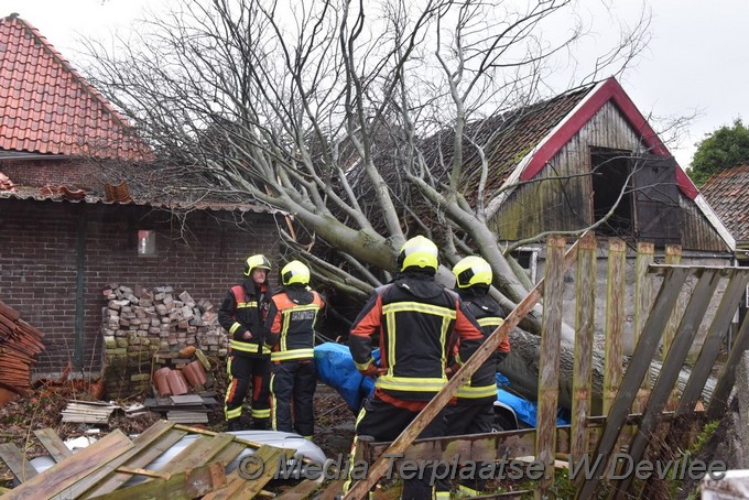 Mediaterplaatse boom op schuur loethe zoeterwoude 18022022 Image00003