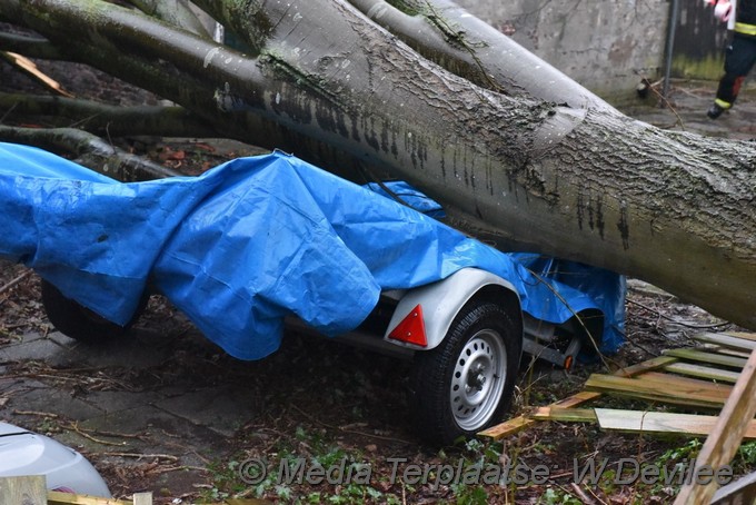 Mediaterplaatse boom op schuur loethe zoeterwoude 18022022 Image00004