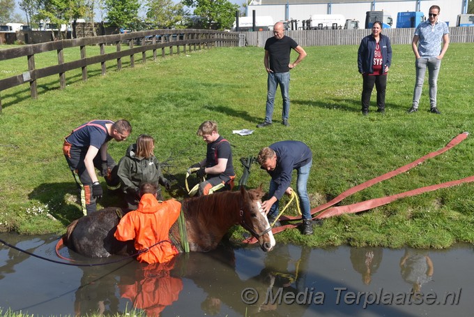 Mediaterplaatse paard uit sloot valkenburg zh 07052022 Image00003