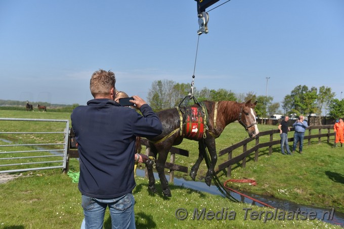 Mediaterplaatse paard uit sloot valkenburg zh 07052022 Image00006