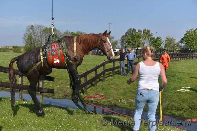 Mediaterplaatse paard uit sloot valkenburg zh 07052022 Image00007