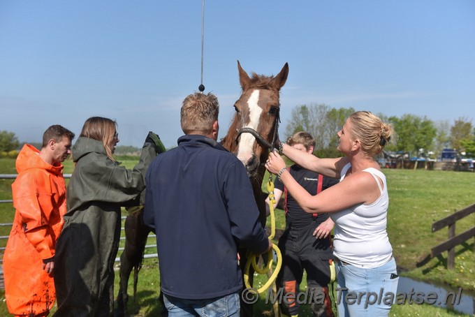 Mediaterplaatse paard uit sloot valkenburg zh 07052022 Image00008