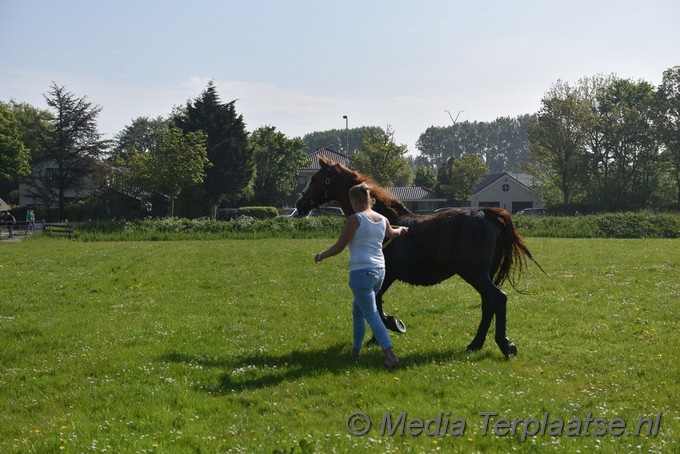 Mediaterplaatse paard uit sloot valkenburg zh 07052022 Image00010