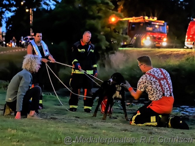 Mediaterplaatse hond te water waddinxveen 29072022 Image00008