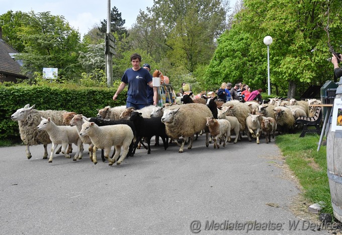Mediaterplaatse schapenscheerfeest kinderboerderij leiden 06052023 Image00011