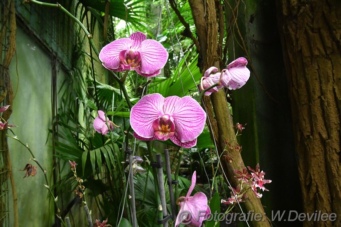 Mediaterplaatse er op uit orchideen hoeve 01092023 Image00021