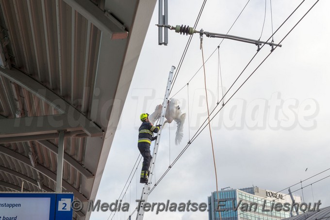 Mediaterplaatse zwaan vast spoor hdp 11022019 Image00001