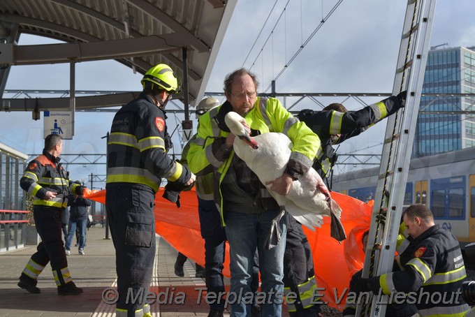 Mediaterplaatse zwaan vast spoor hdp 11022019 Image00016