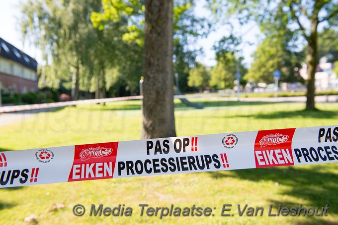 Mediaterplaatse eikenprocessierups overlast hoofddorp 2862019 Image00001