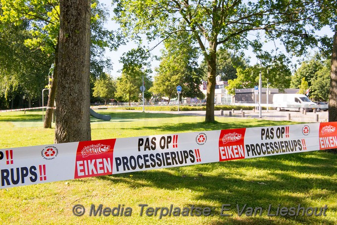 Mediaterplaatse eikenprocessierups overlast hoofddorp 2862019 Image00003