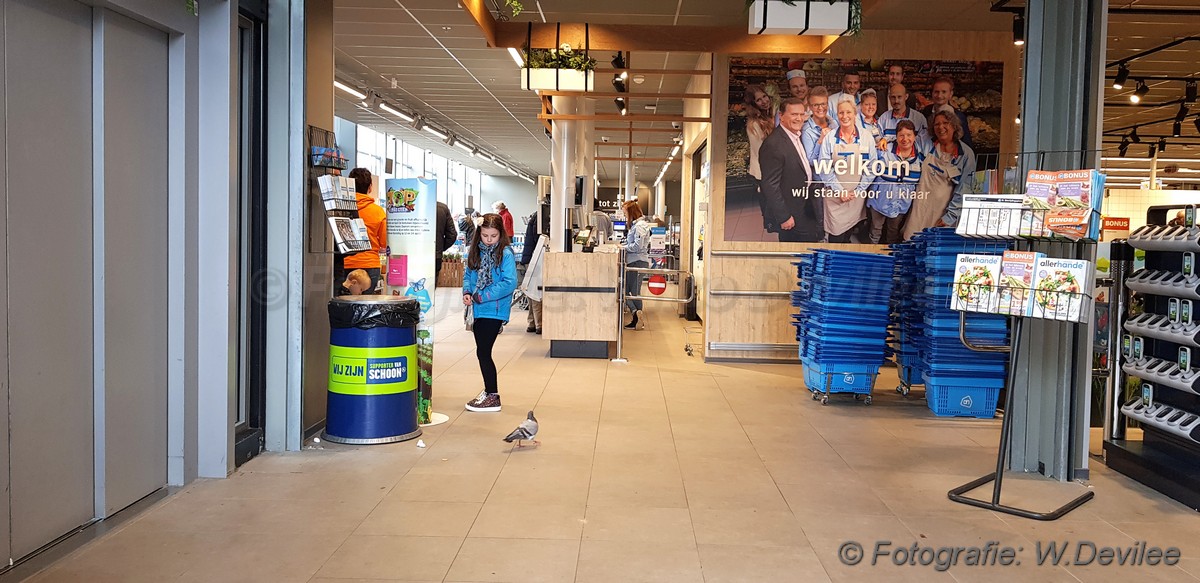 Mediaterplaatse duif gaat shoppen ah ldn 23032019 Image00001