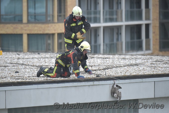 Mediaterplaatse meeuw vast gevel moskee marnixstraat leiden 12092018 Image00004