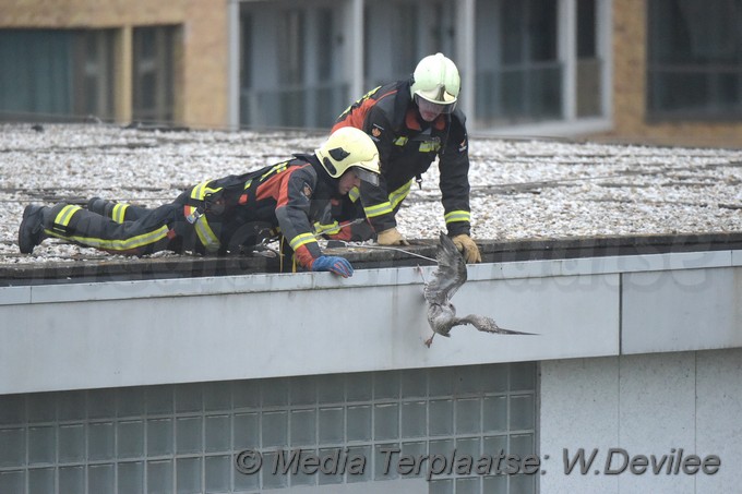 Mediaterplaatse meeuw vast gevel moskee marnixstraat leiden 12092018 Image00005