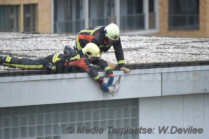 Mediaterplaatse meeuw vast gevel moskee marnixstraat leiden 12092018 Image00006