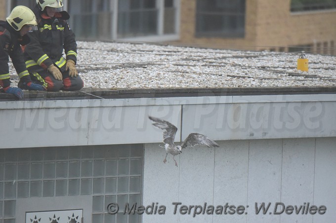 Mediaterplaatse meeuw vast gevel moskee marnixstraat leiden 12092018 Image00009