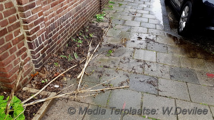Mediaterplaatse onkruid verwijderen leiden 10042018 Image00003