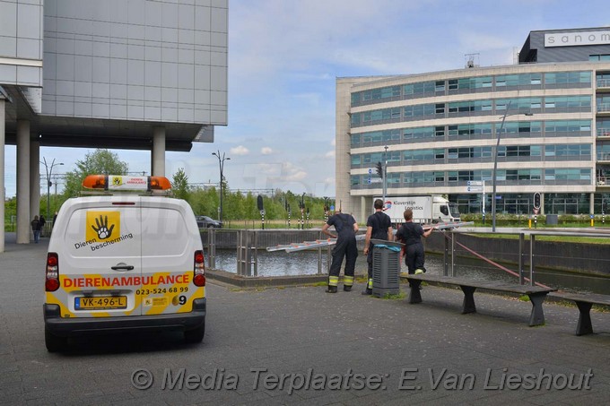 Mediaterplaatse ganzen vangen hdp 16052017 Image00002