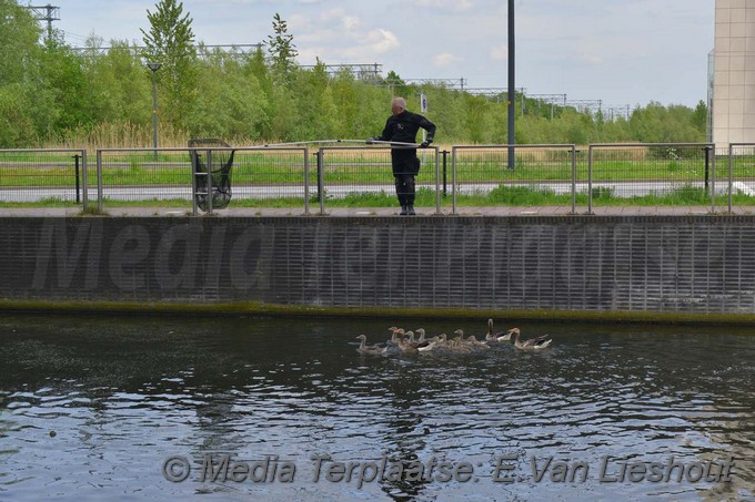 Mediaterplaatse ganzen vangen hdp 16052017 Image00003